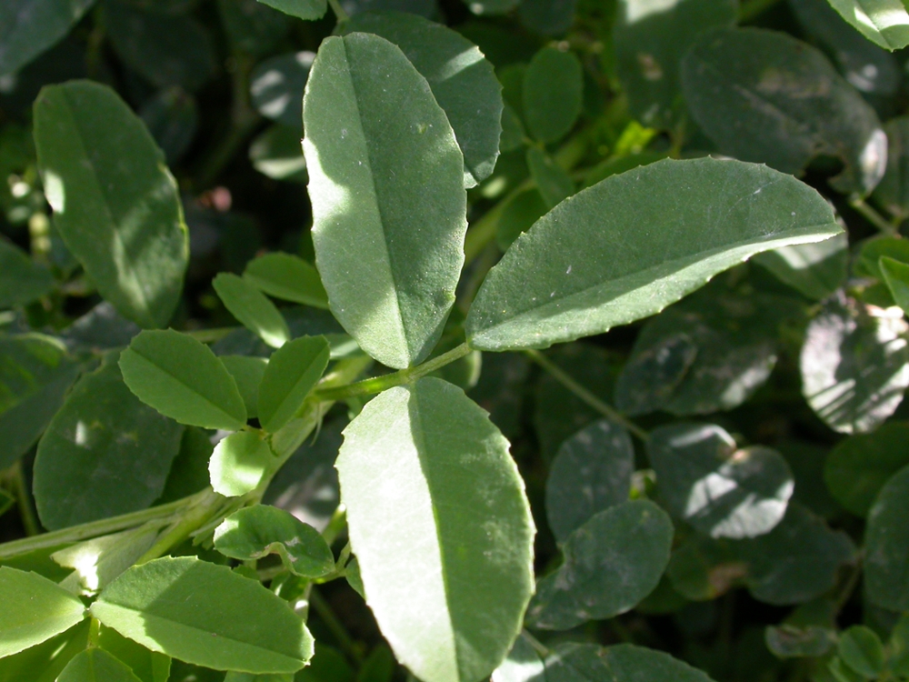 Yellow sweet clover leaf