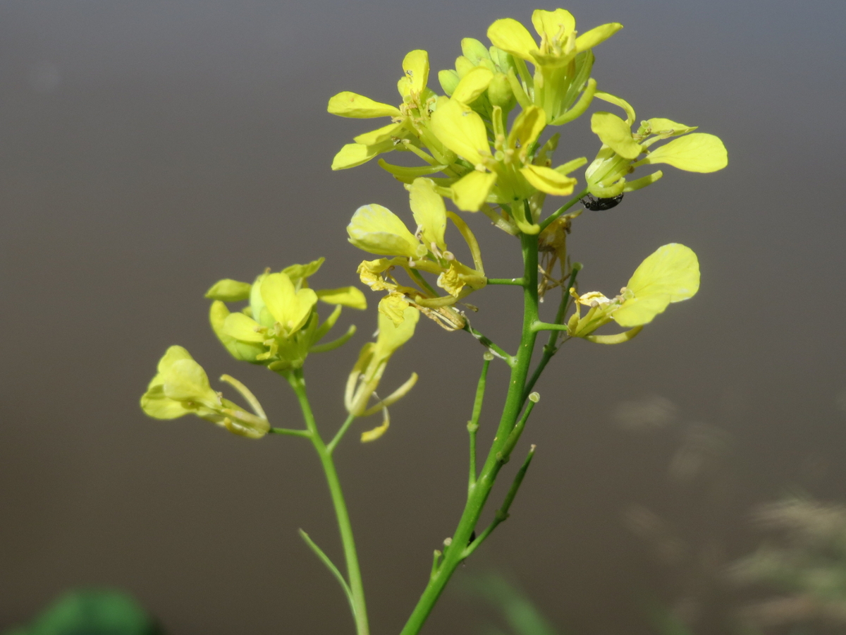 Black mustard flowers