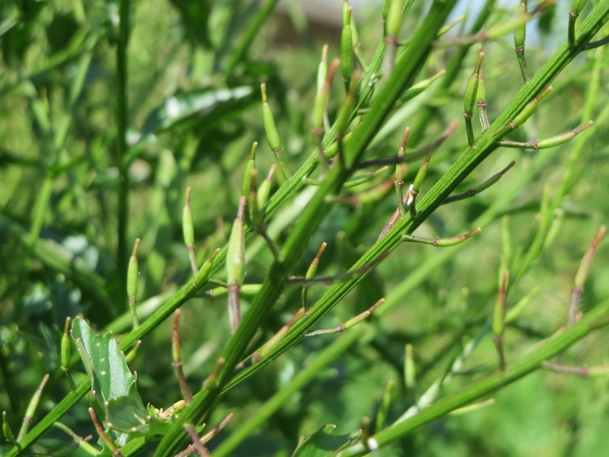 Black mustard fruit