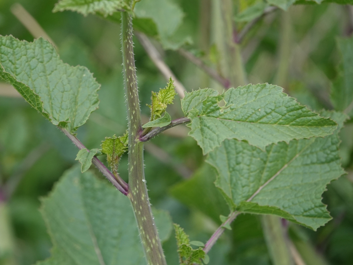 Black mustard leaves