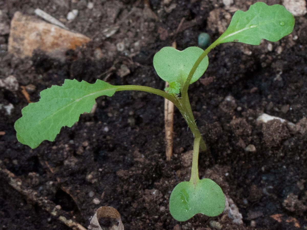 Black mustard seedling