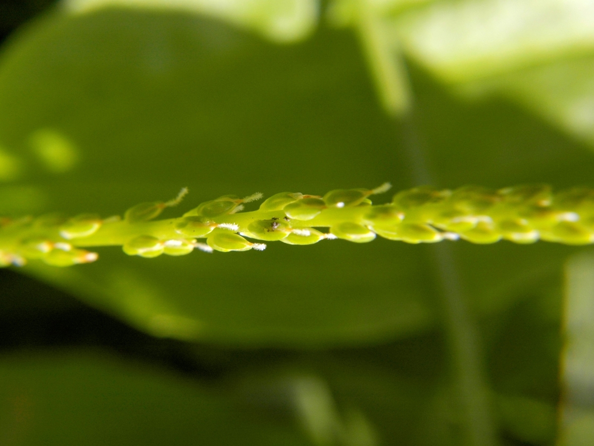 Blackseed plantain flowers