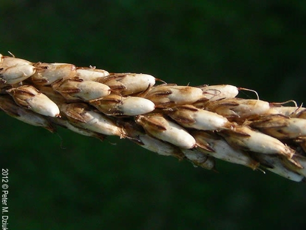 Blackseed plantain fruit