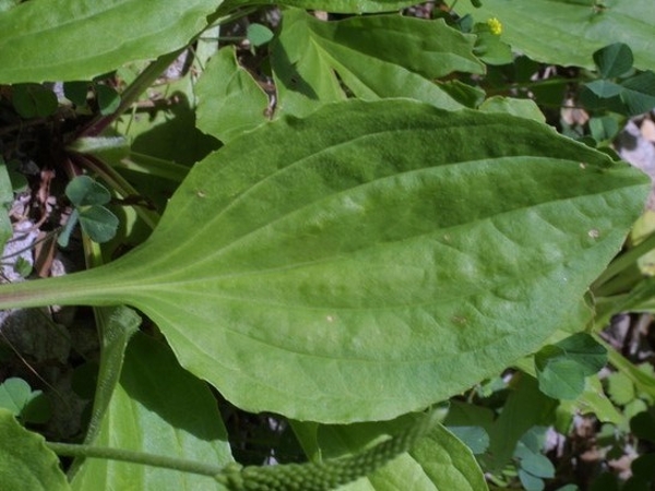 Blackseed plantain leaves