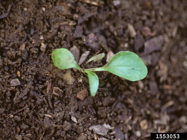 Blackseed plantain seedling