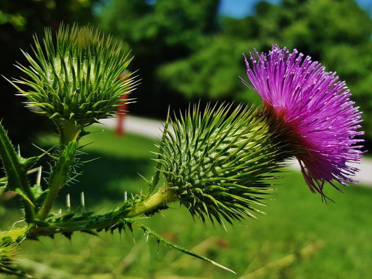 Bull thistle flower