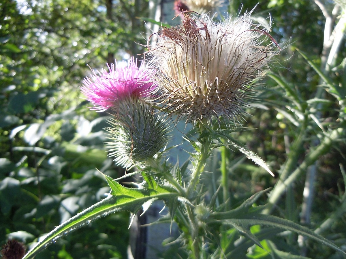 Bull thistle fruit