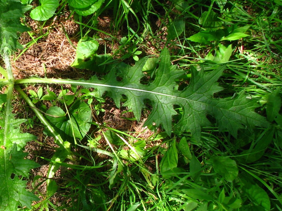 Bull thistle leaf