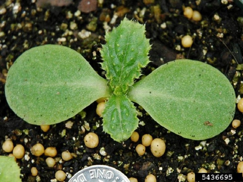 Bull thistle seedling