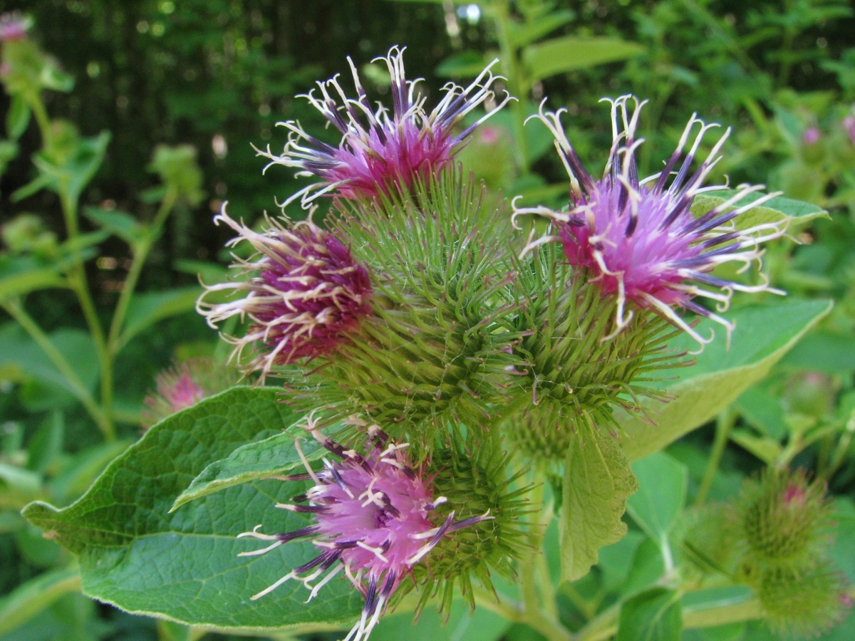 Common burdock flowers