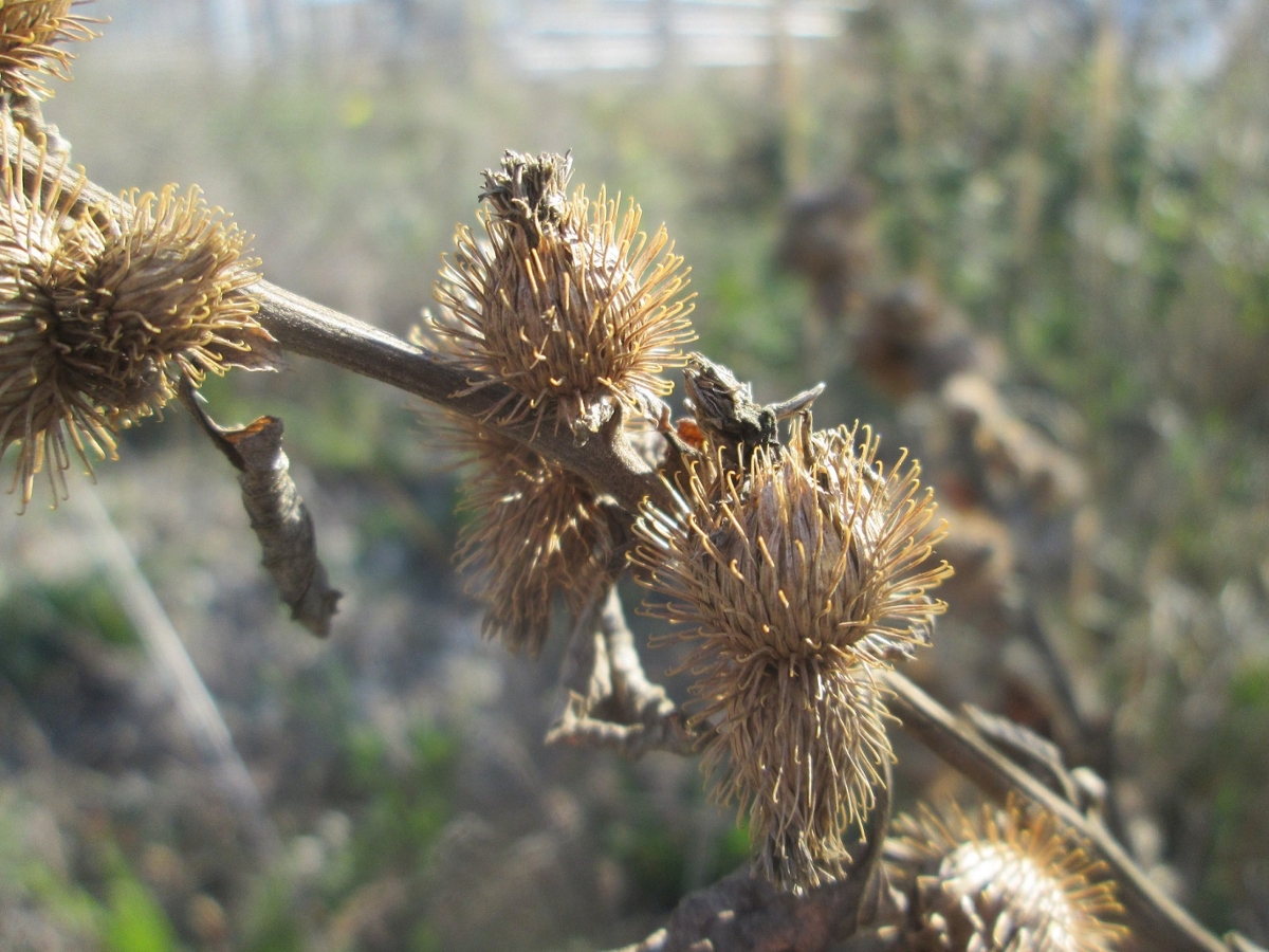 Common burdock fruit