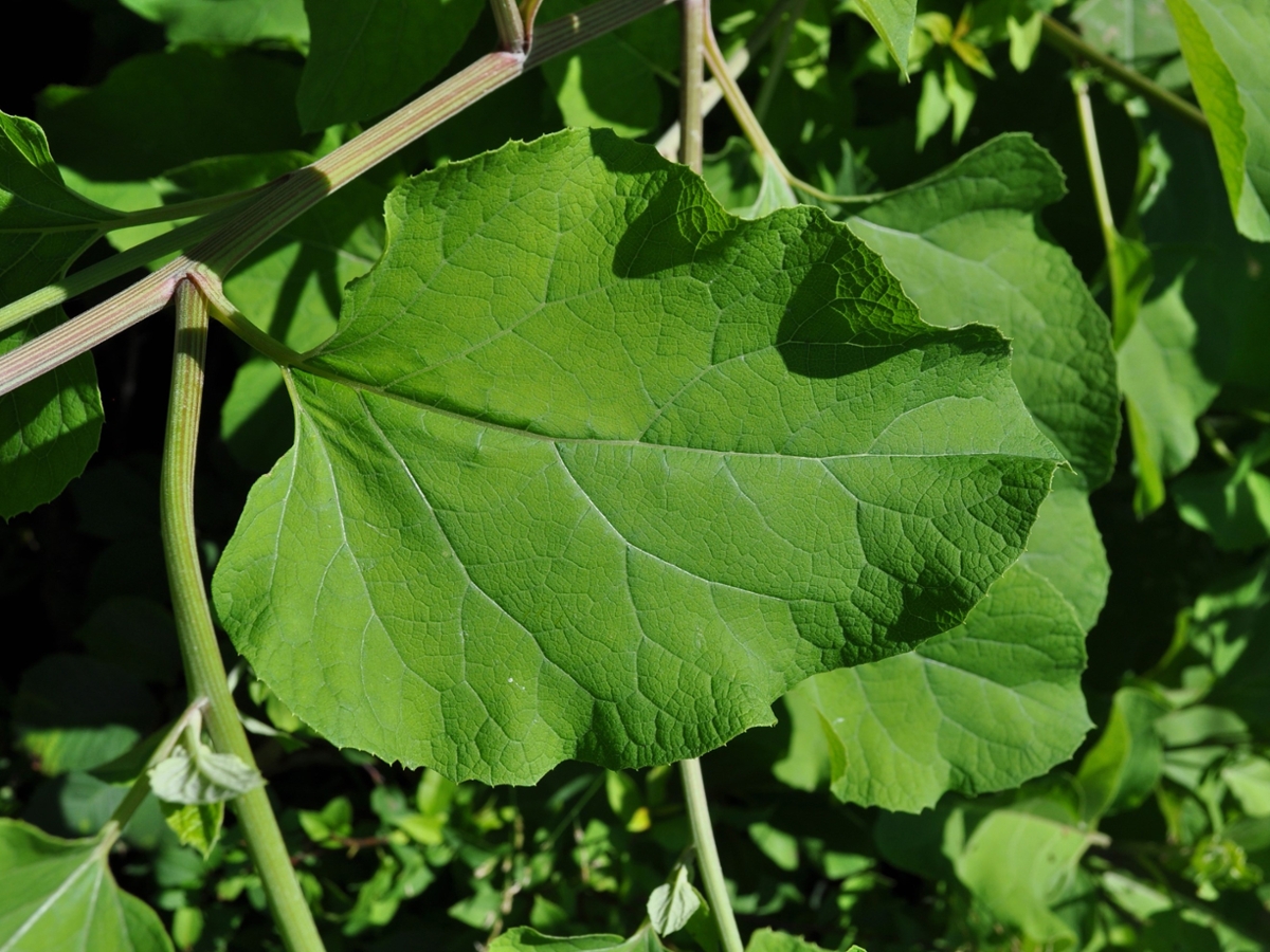 Common burdock leaf