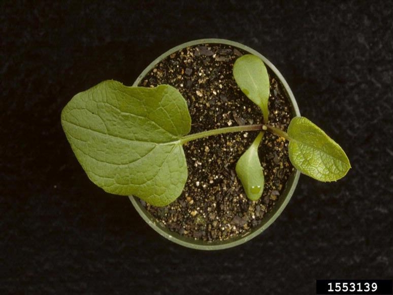 Common burdock seedling