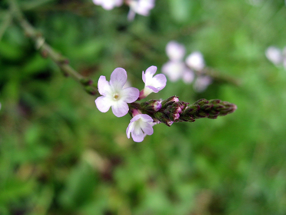 Common verbena flowers