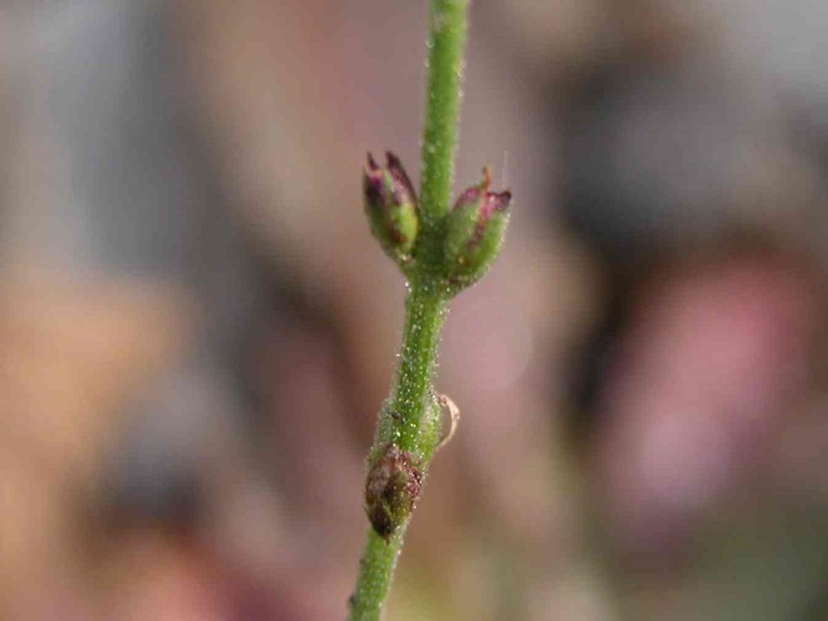 Common verbena fruit