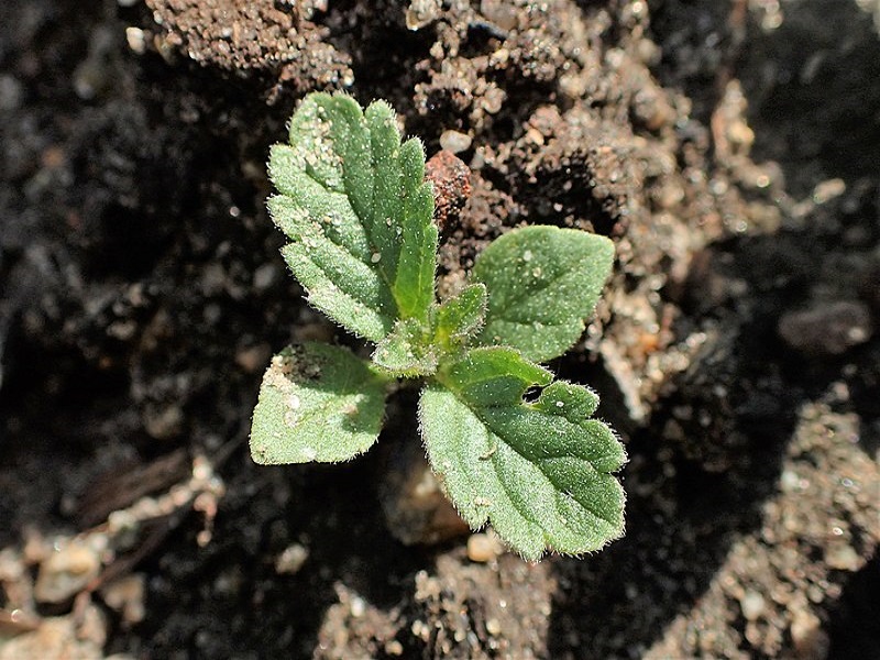 Common verbena seedling