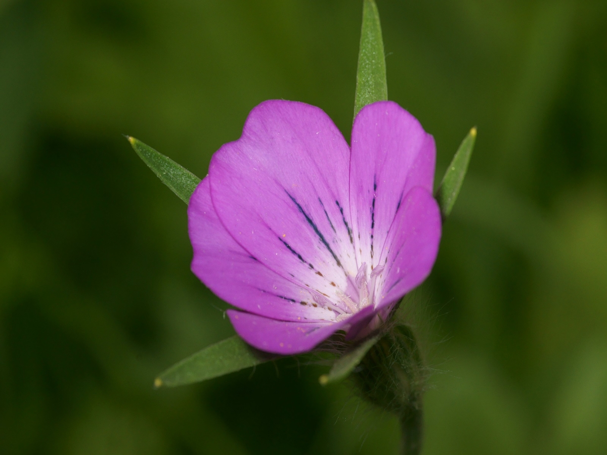 Corncockle flowers