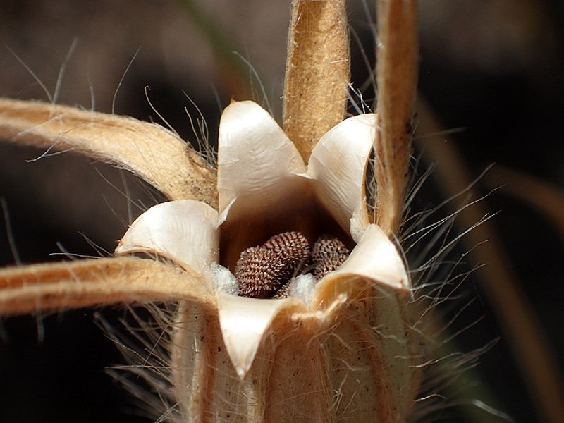 Corncockle fruit