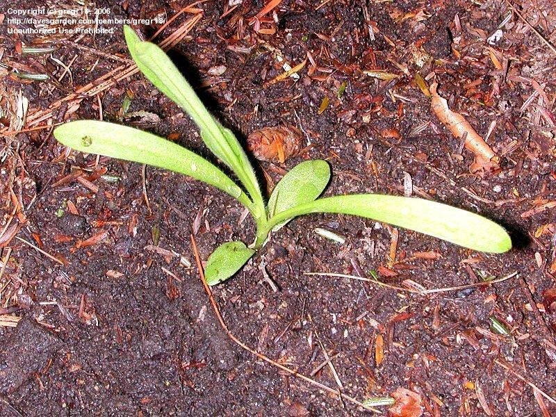 Corncockle seedling