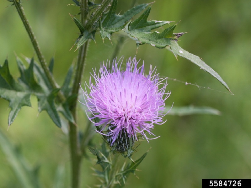 Field thistle flowers