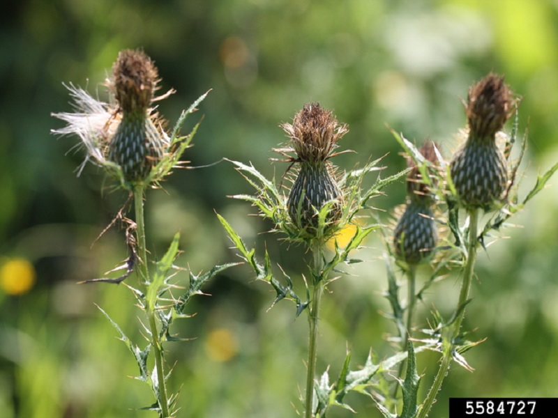 Field thistle fruit