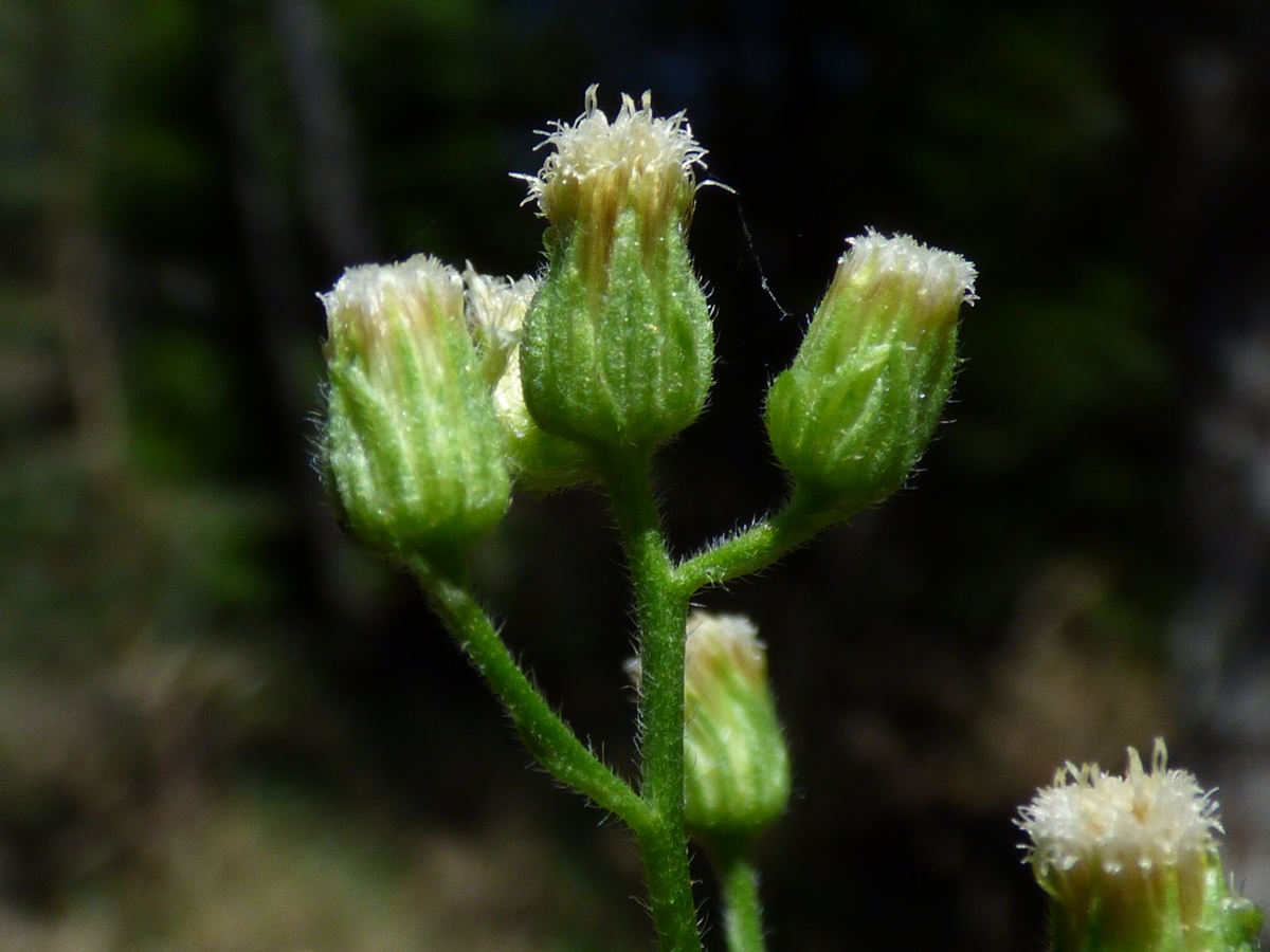 Hairy fleabane flowers