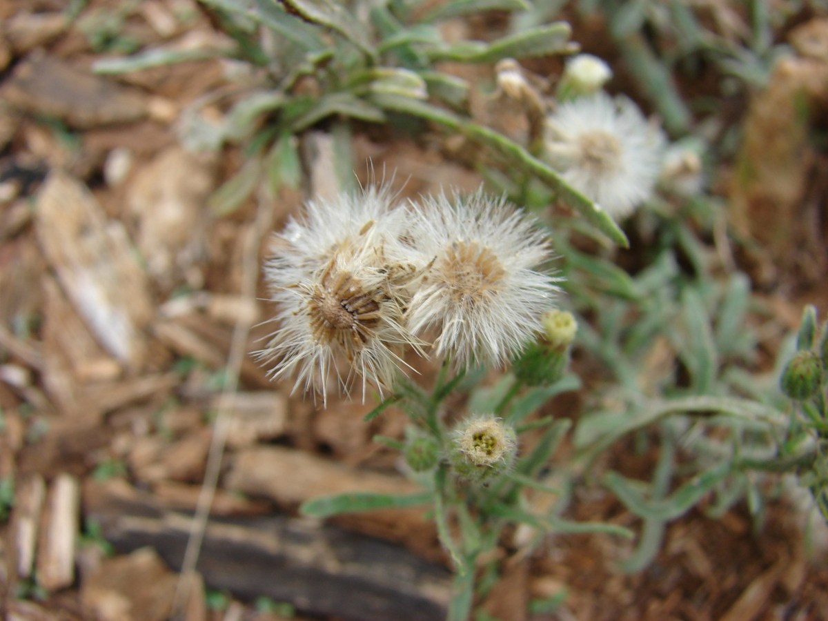 Hairy fleabane fruit