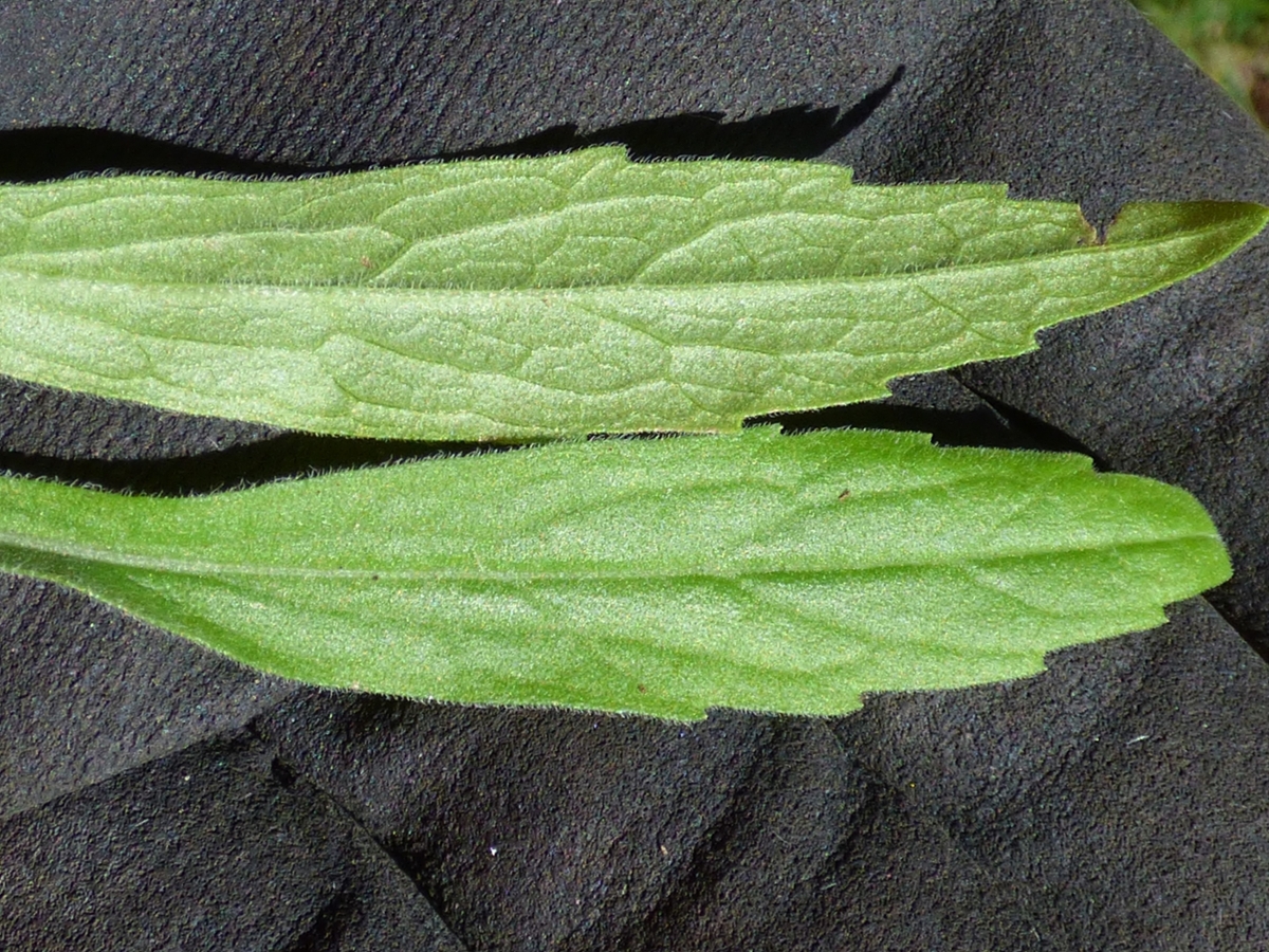 Hairy fleabane leaves