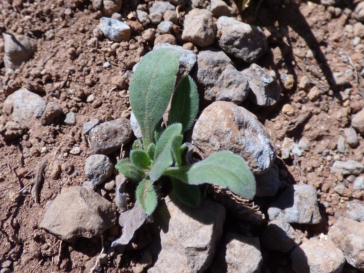 Hairy fleabane seedling