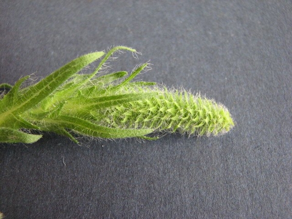 Lanceleaf ragweed flowers