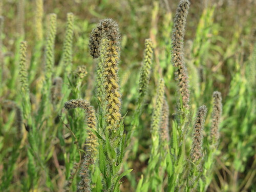 Lanceleaf ragweed fruit