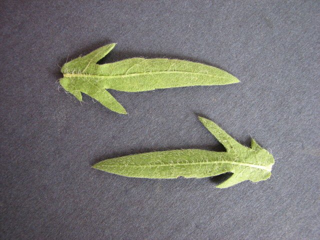 Lanceleaf ragweed leaves
