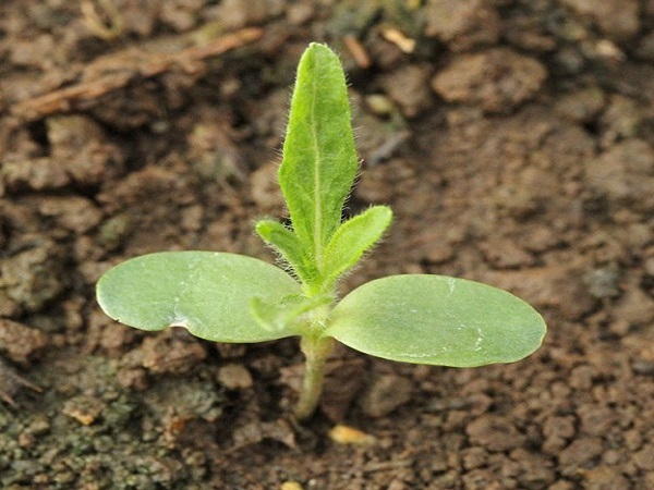 Lanceleaf ragweed seedling
