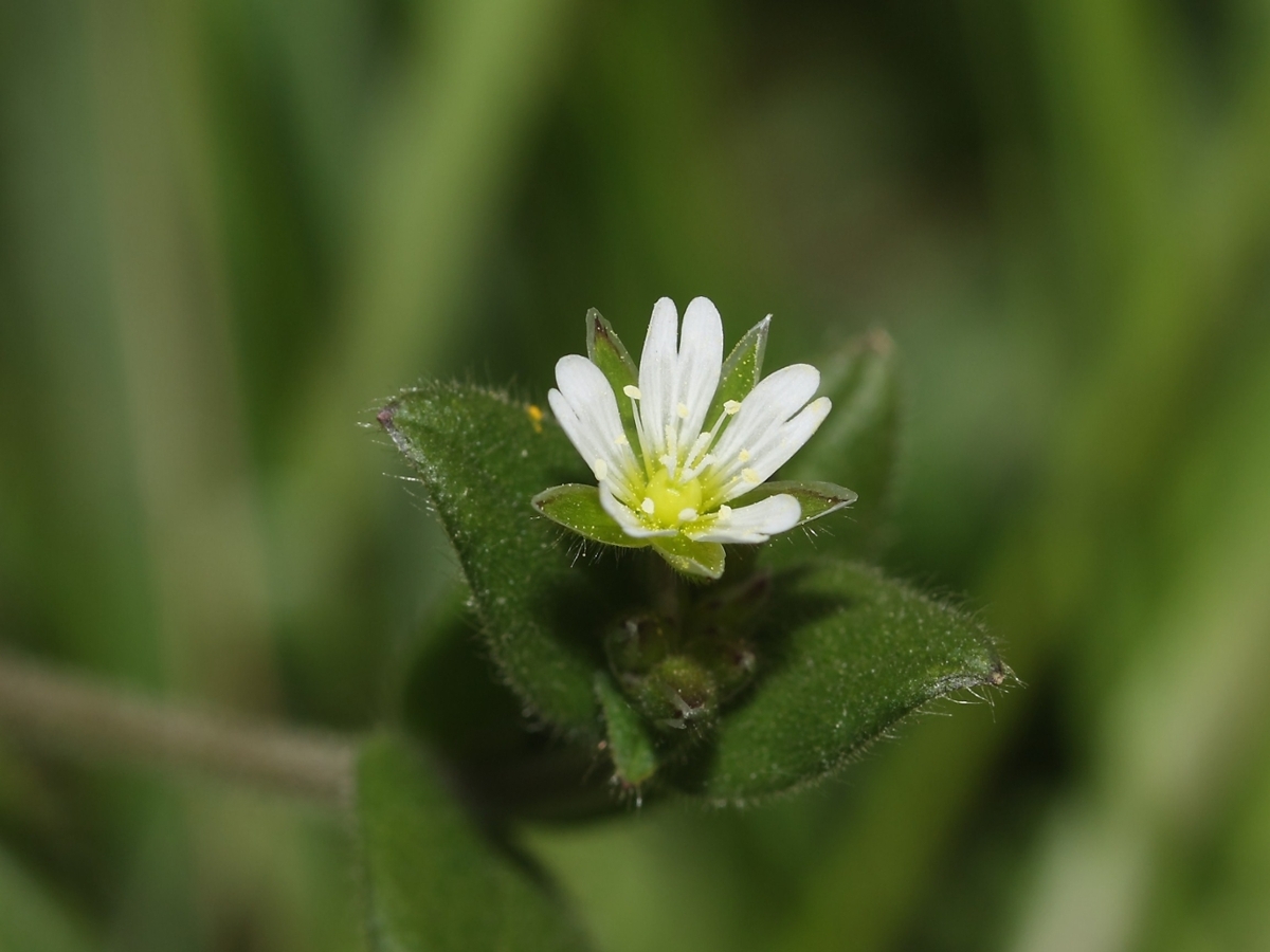 Mouseear chickweed flower