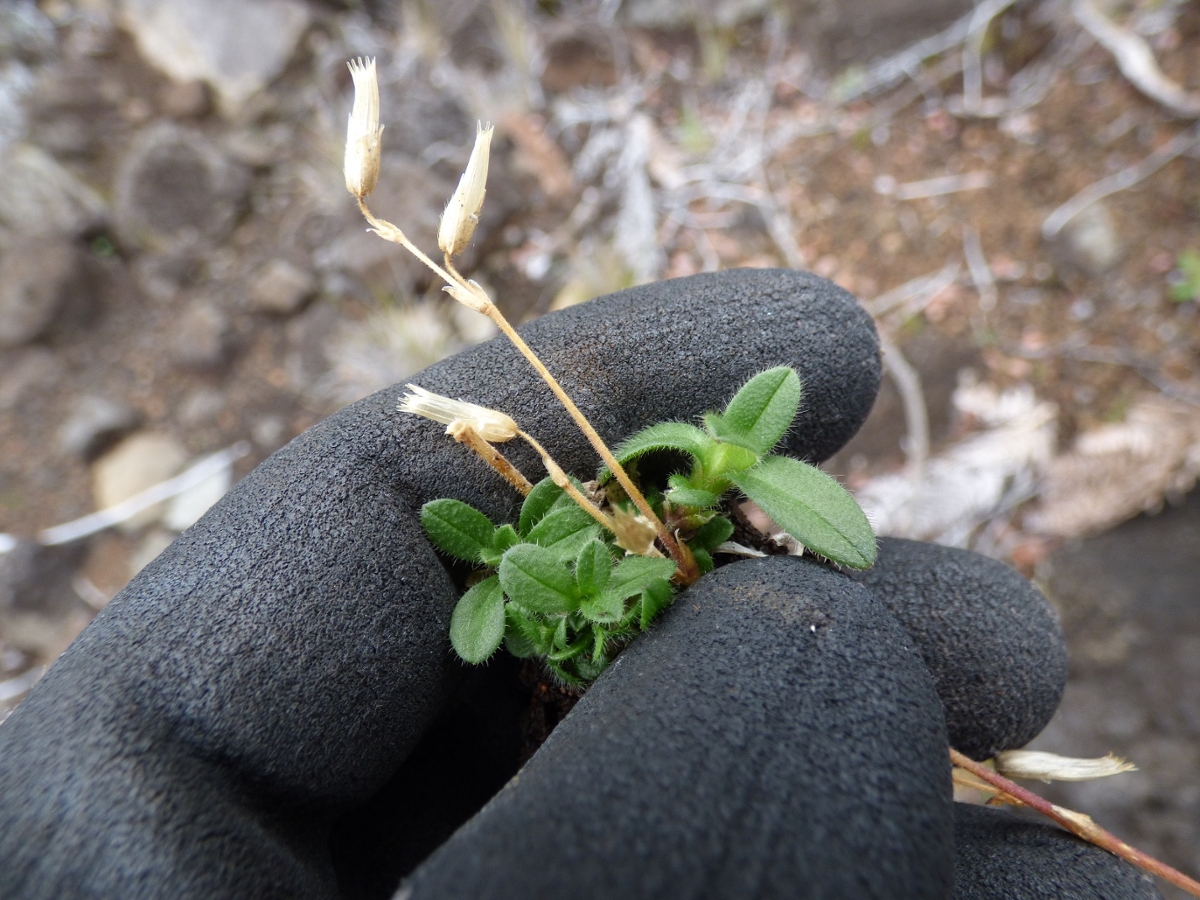 Mouseear chickweed leaves