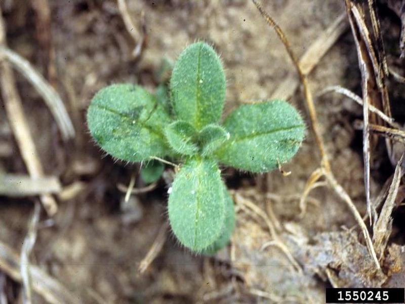 Mouseear chickweed seedling