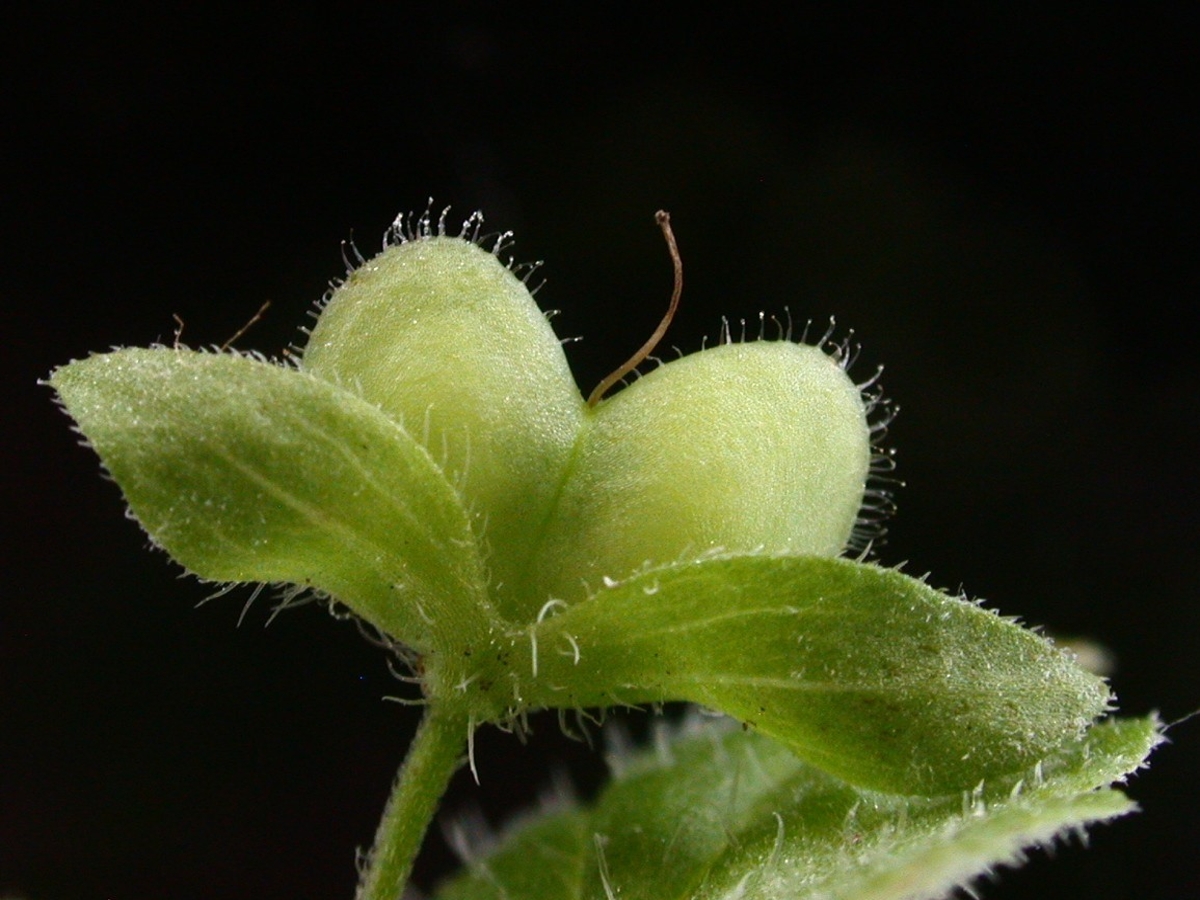 Persian speedwell fruit