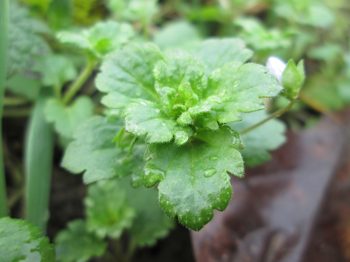 Persian speedwell leaves