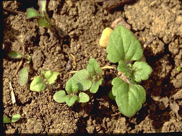 Persian speedwell seedling