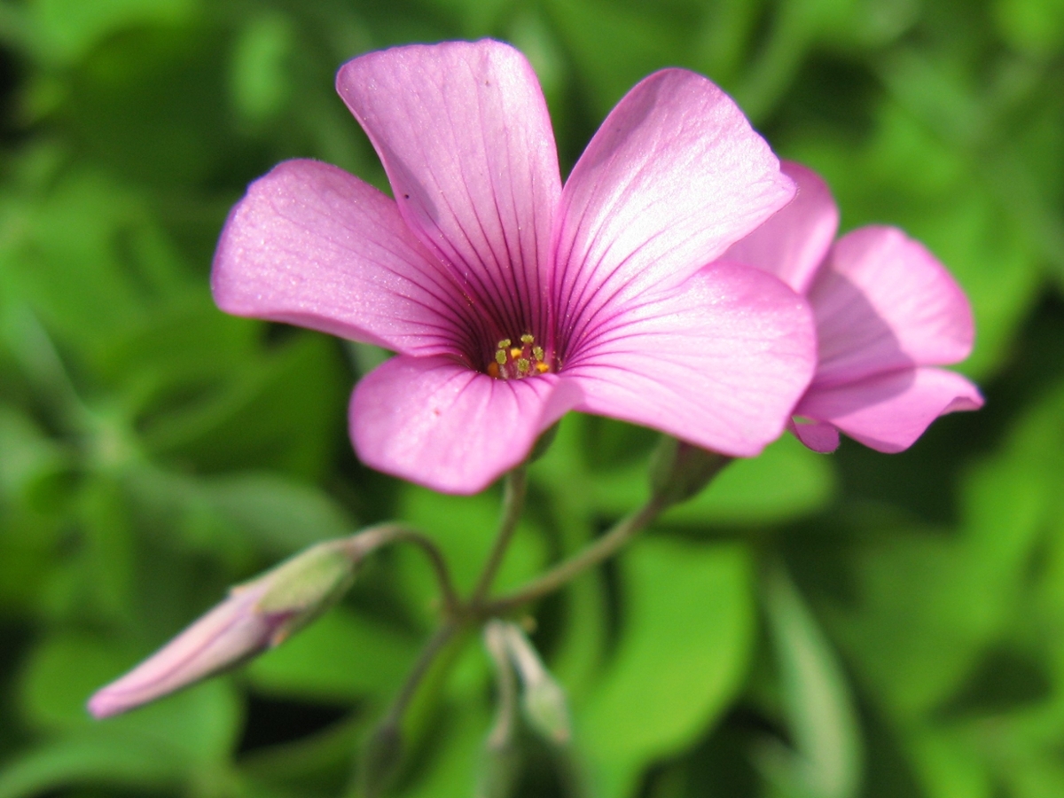 Pink sorrel flowers