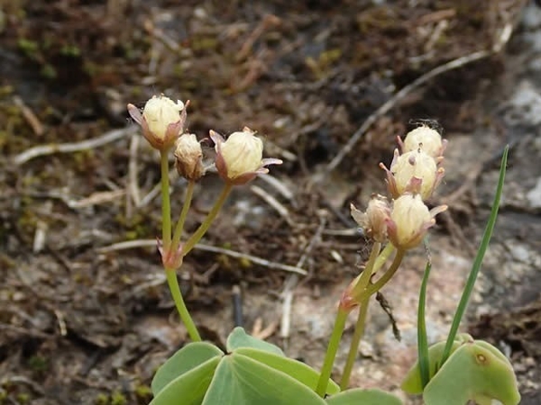 Pink sorrel fruit