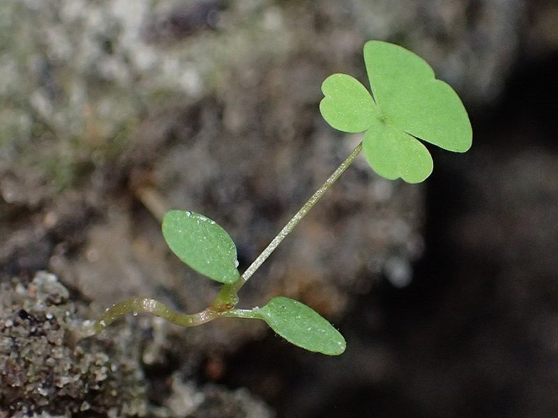 Pink sorrel seedling