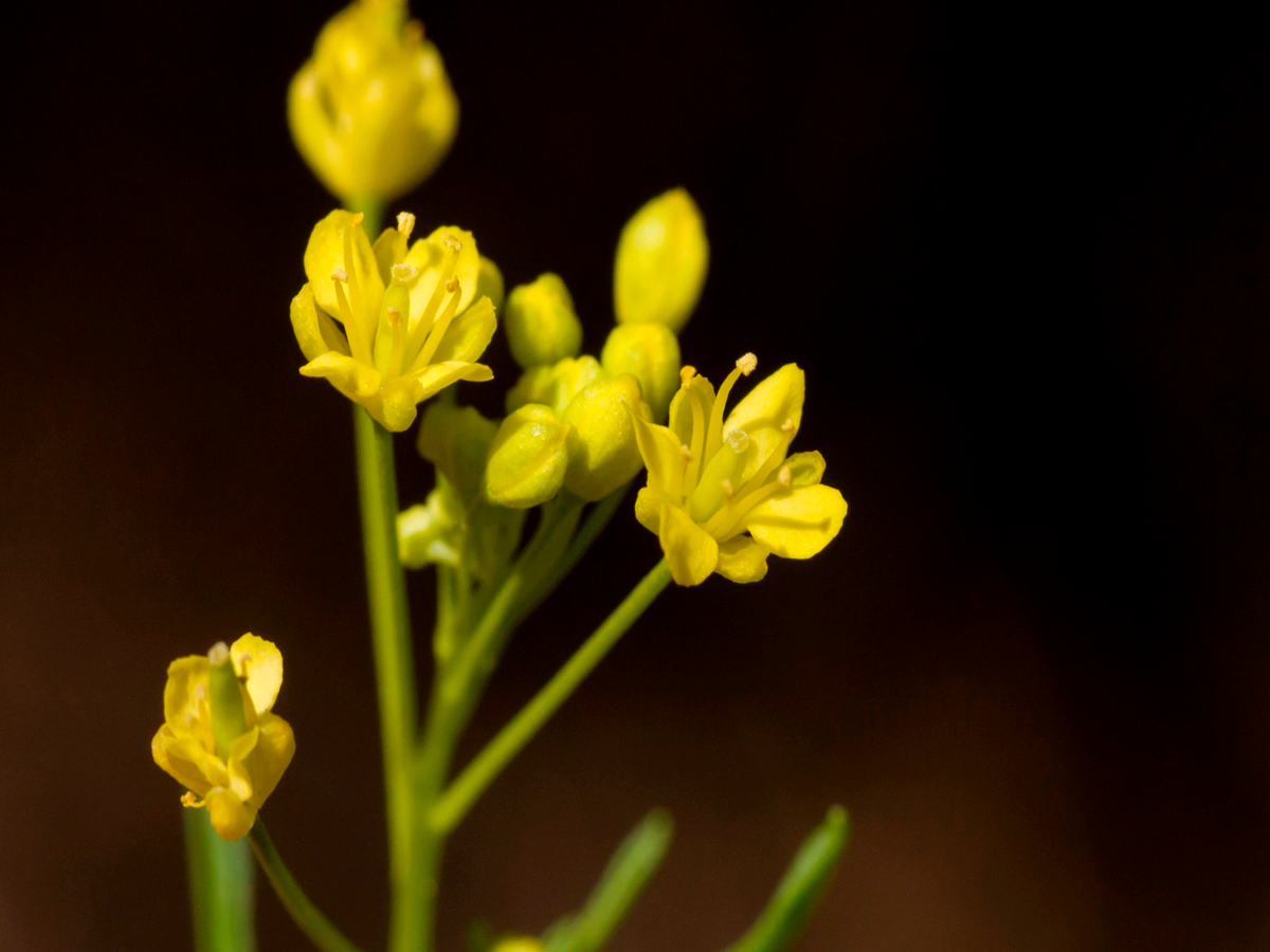 Pinnate tansymustard flower