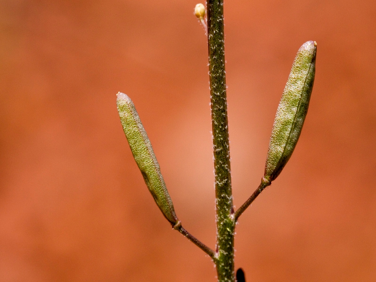 Pinnate tansymustard fruit