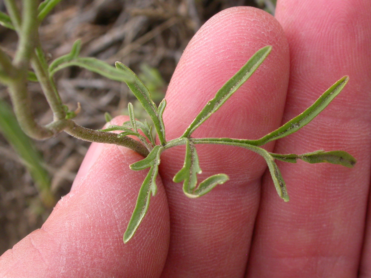 Pinnate tansymustard leaf