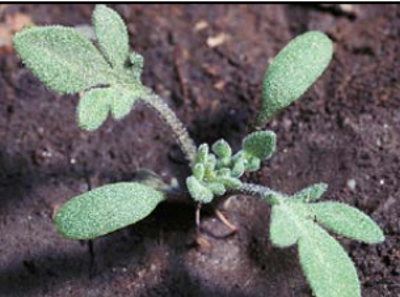 Pinnate tansymustard seedling