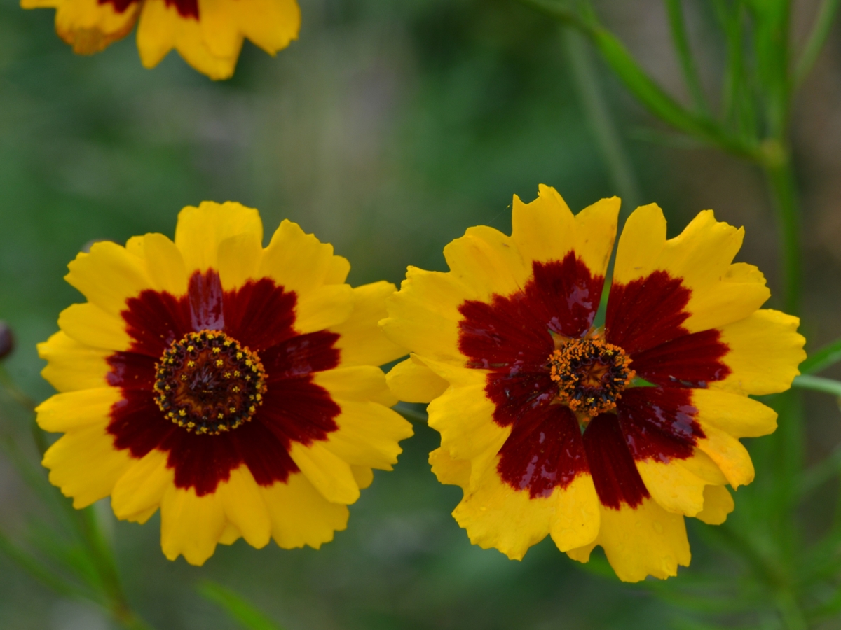 Plains coreopsis flowers