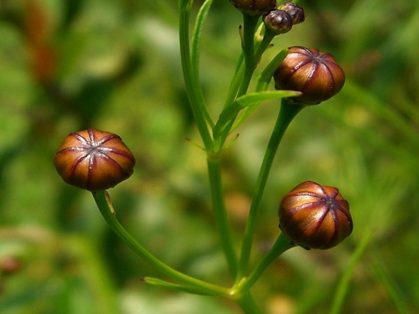 Plains coreopsis fruit