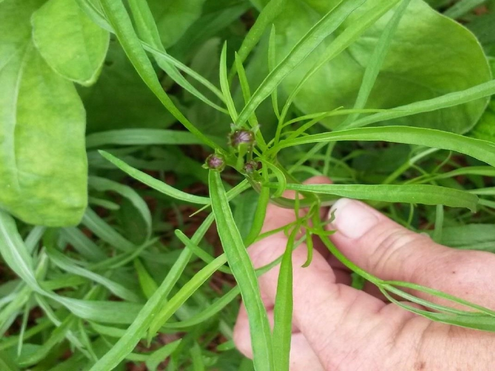 Plains coreopsis leaves