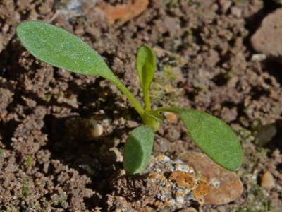 Plains coreopsis seedling